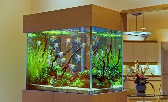 Фото - Как правильно выбрать аквариум?